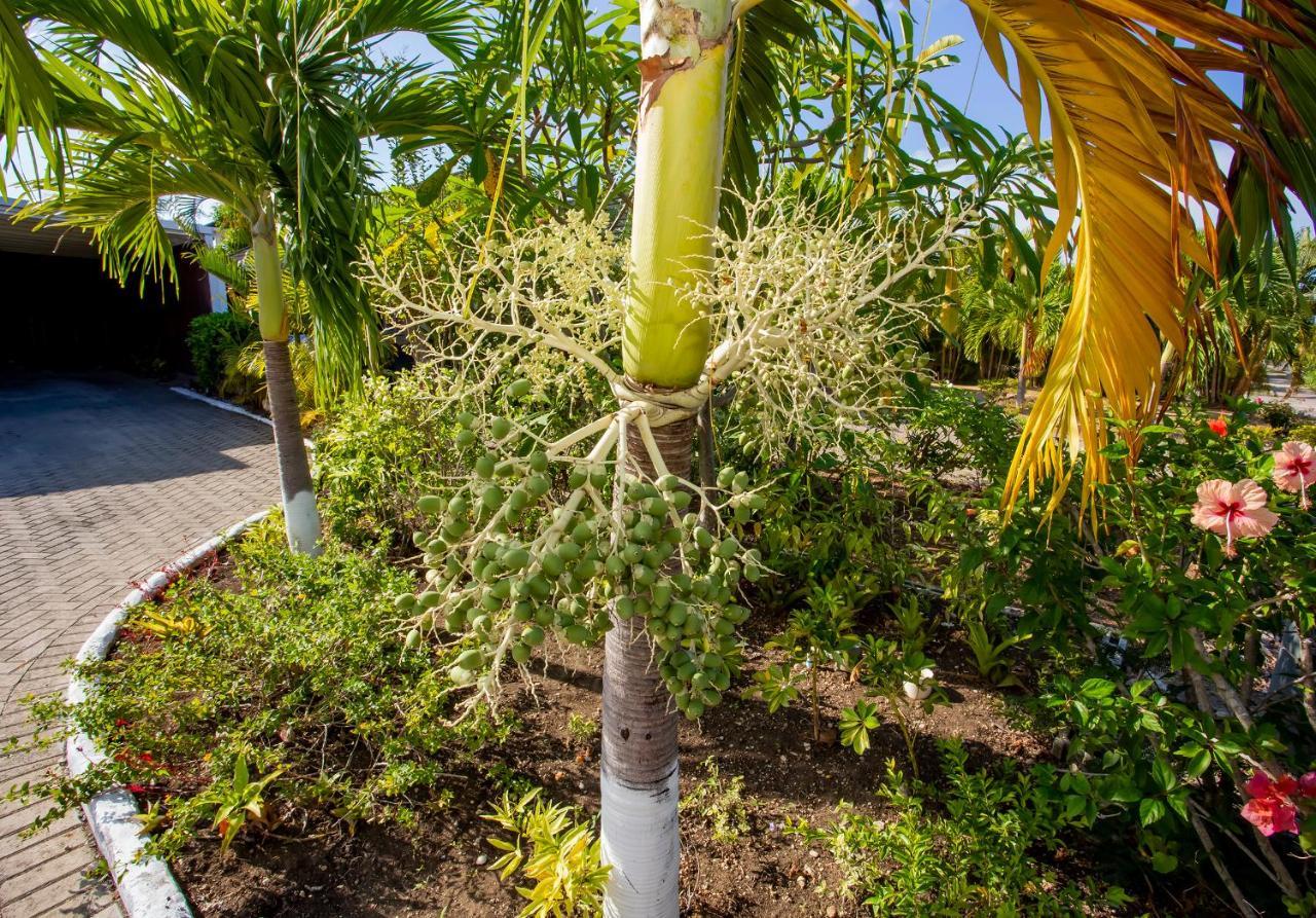 Nature'S Choice Home Richmond Palms, Jamaica Exterior foto